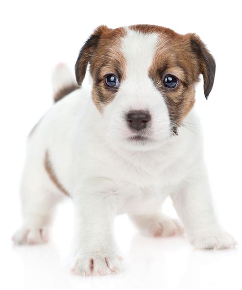 Cute Puppies Breeds Names