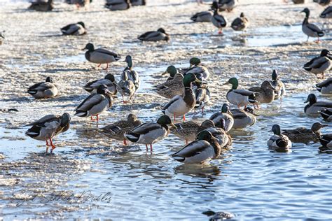 Mallard Duck Migration Sigrid Miklos Flickr