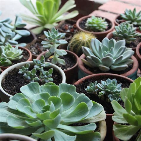 Or roll it out just a bit, and you have a smart little table for keeping your books and devices when you're. How to Grow Succulents in Artificial Light — Needles + Leaves