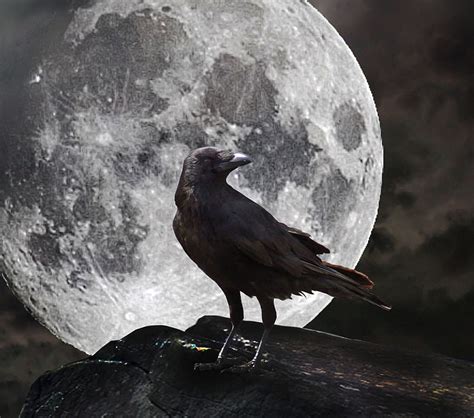 Full Moon Crow Night Raven Hd Wallpaper Peakpx