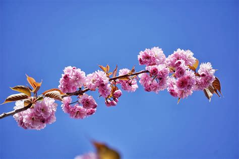 Fotos Gratis árbol Rama Planta Cielo Fruta Pétalo Primavera