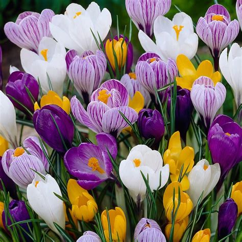 Buy Large Flowering Crocus Bulbs Crocus Mixed Colours