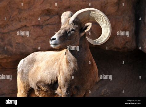 Bighorn Sheep Ram Male With Big Curved Horns Closeup Portrait Stock