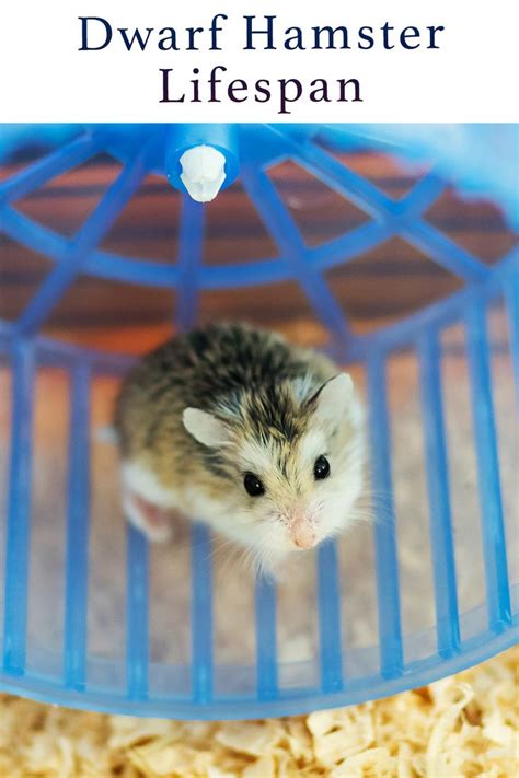 Dwarf Hamster Lifespan How Long Will Your Dwarf Hamster Live In Dwarf Hamster Hamster