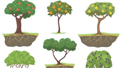 Materi Belajar Ipa Kelas Sd Tentang Bagian Tumbuhan Dan Fungsinya