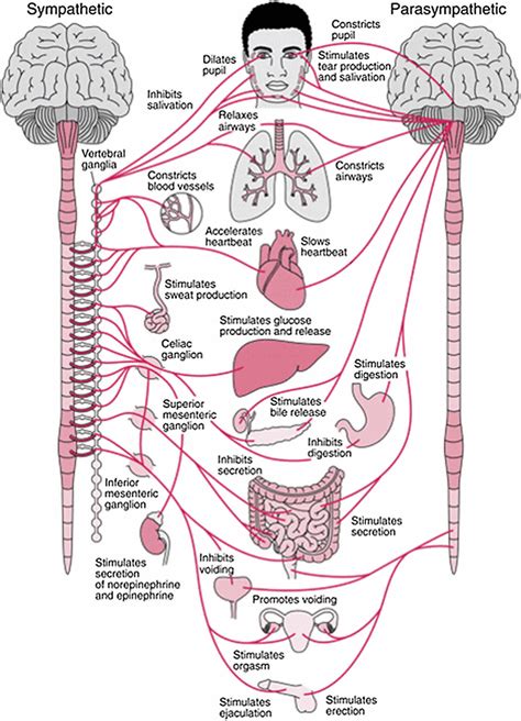 Picture Of Nervus System Nervous System Model 12 Life Size C30 1000231 Cns Pns