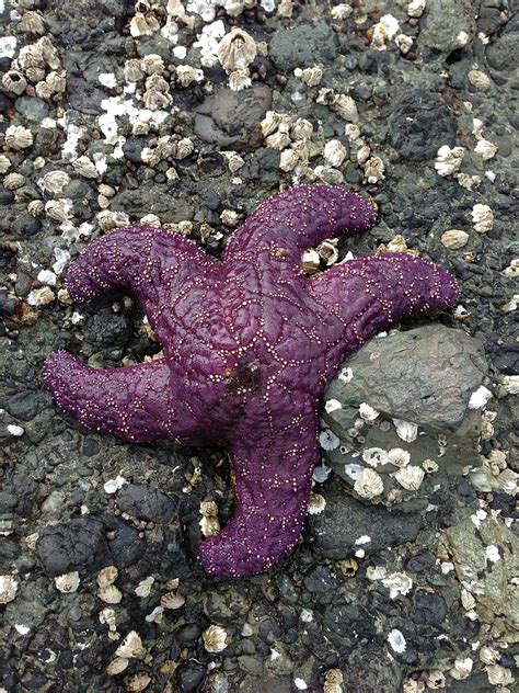 Free Photo Sea Star Starfish Purple Ocean Sea Star Fish Hippopx