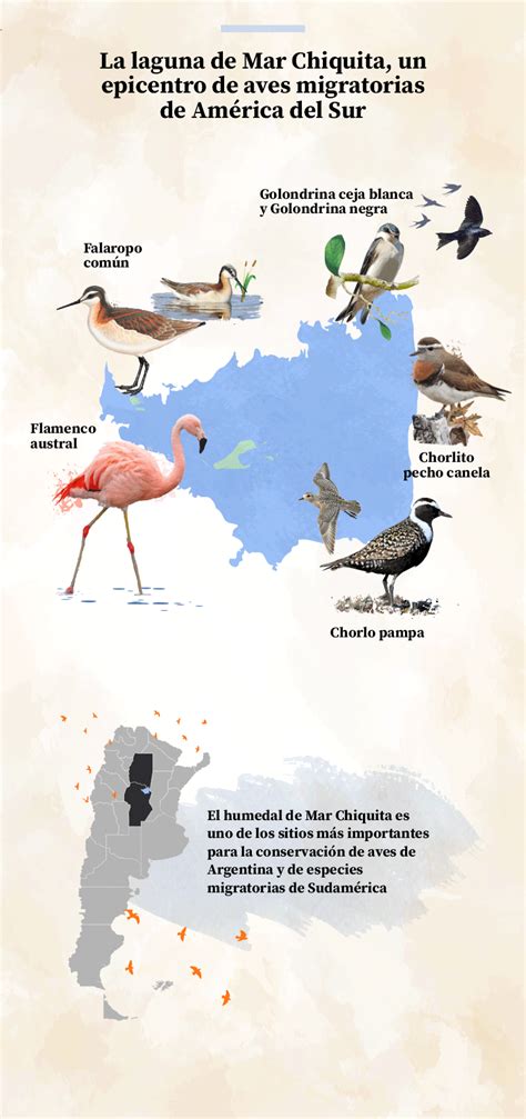 Cuál Es El Lugar Preferido De Las Aves Migratorias En Argentina Infobae