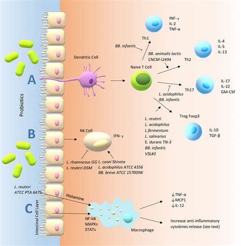 Frontiers Anti Inflammatory And Immunomodulatory Effects Of Probiotics In Gut Inflammation A