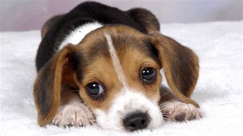 The Reason We Cant Resist Puppy Dog Eyes Explained Bbc Newsbeat