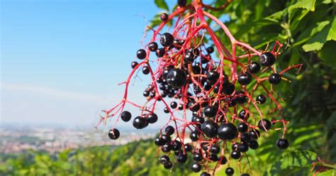 10 Tasty Wild Berries To Try And 8 Poisonous Ones To Avoid