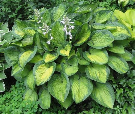 Variegated Hosta Hostas Plants Unusual Plants