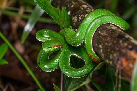 Trimeresurus Gumprechti Gumprechts Green Pit Viper Male Flickr