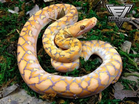 Super Dwarf Purple 100 Het Snow Reticulated Python Pet Snake