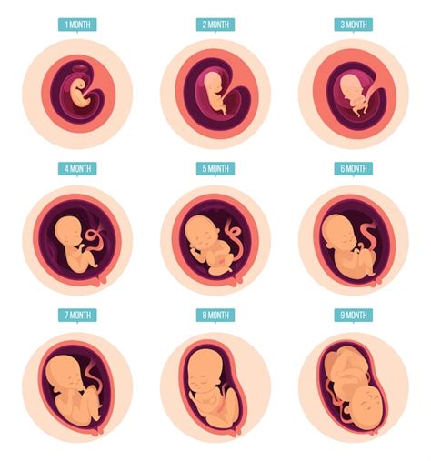 Las Etapas Del Embarazo Infografia Unidos Por La Vida Images 214200