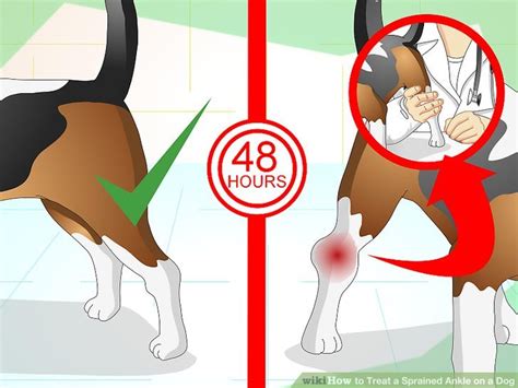First aid tip includes careful trimming of the nail followed by inspecting the rest of the foot and grade 3: Expert Advice on How to Treat a Sprained Ankle on a Dog ...
