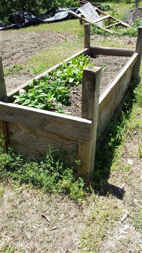 Build A Cheap Cold Frame That Will Save You Money This Year Misfit