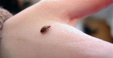 How To Know If I Have Been Bitten By Bed Bugs Quora