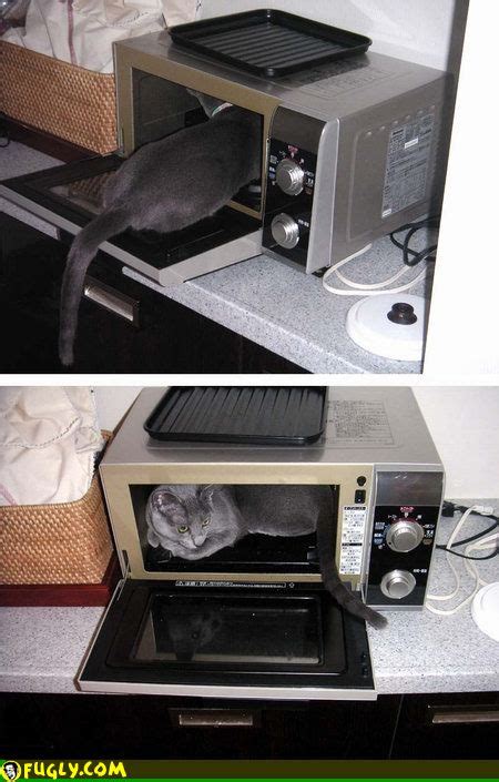 Microwave Cat Trap Random Images Fugly