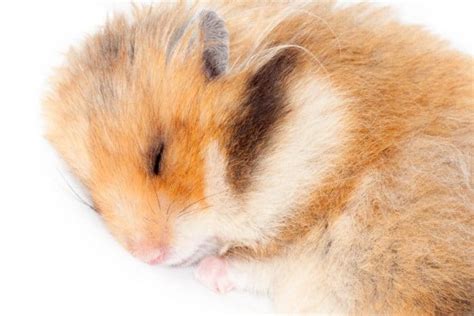 How Many Hours A Day Do Hamsters Sleep 2020