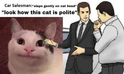 Polite Cat Know Your Meme