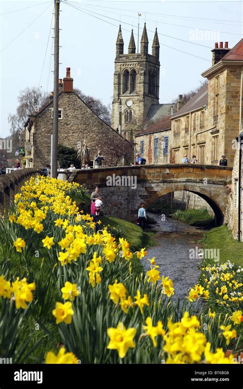 Daffodils All Saints Church Helmsley Yorkshire Helmsley North Yorkshire