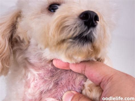 What Is Dog Collar Rash And How To Prevent Collar Chafing Oodle Life