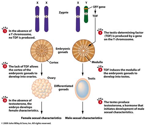 Genetics Of Sex Free Nude Porn Photos