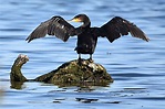 Great Cormorant by Fausto Riccioni - BirdGuides