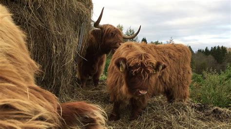 Scottish Highland Cattle In Finland Cows And Calves Eating Youtube