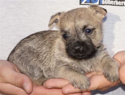 Cairn Terriers For Sale In Scottsdale Arizona