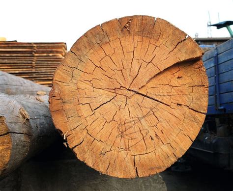 Slice Of The Big Wood Log Stock Image Image Of Bark 121984213