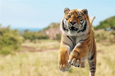 Tiger Pictures Download Free Images And Stock Photos On Unsplash