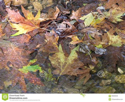 Autumn Leaves Floating On A River Stock Image Image Of Green London