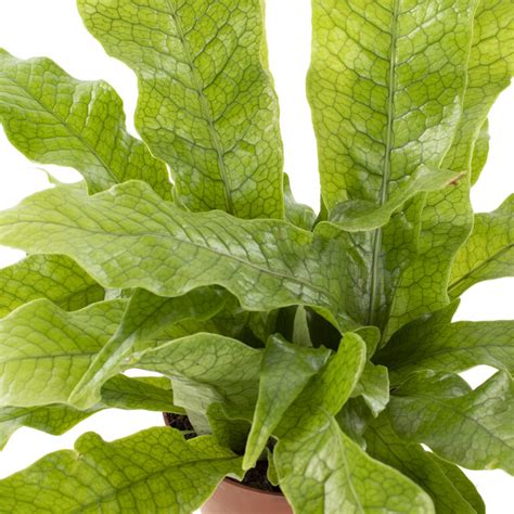 Indoor rabbit foot fern care tips. Buy Microsorum Crocodyllus (Crocodile Fern) - Plantler