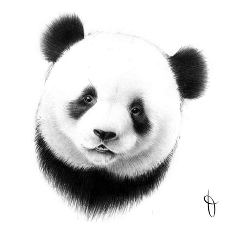 Dart 2013 2017 50 Tattoos Panda Drawing Bear Drawing