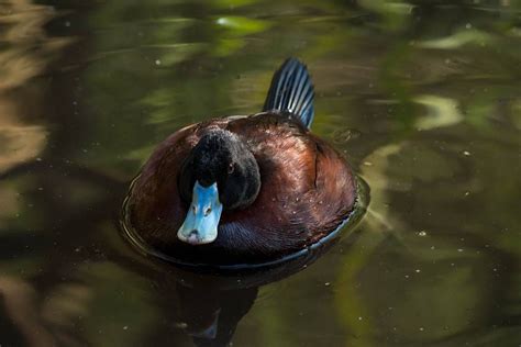 A Photo Of A Blue Billed Duck This Photo Was Taken At The Melbourne