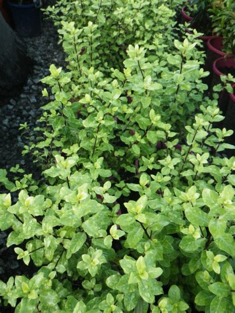 Japanese pittosporum landscape architect's pages. Pittosporum Tasman Ruffles - Landsdale Plants