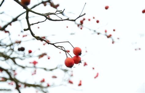 무료 이미지 나무 분기 눈 감기 겨울 식물 과일 말린 씨앗 꽃잎 식품 생기게 하다 시즌 작은 가지