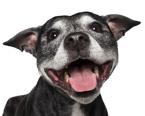 Pet Photography 5 Tips For Happy Pooch Pics With