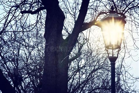 Vintage Street Lamp And Bare Trees At Winter Twilight Stock Image