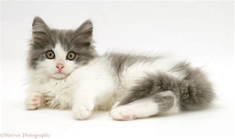 Grey And White Kitten Lying Down Photo Wp13136