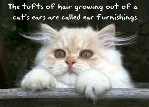 That's why many cat parents like you like the idea of taking care of felines with tufted ears. 9 Cats That Prove The Fluffiest Ears Are The Cutest Ears ...