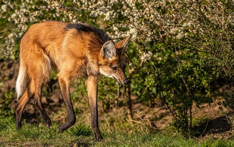 Maned Wolves At Yorkshire Wildlife Park