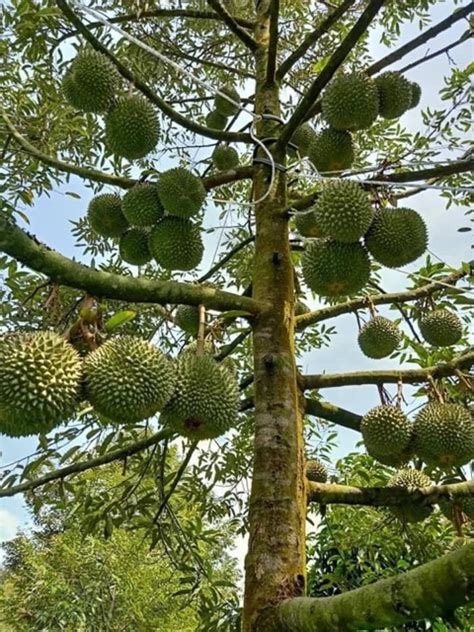 What does anak pokok mean in malay? Kalau Tanam Anak Pokok Durian Di Rumah, Ikut Cara ...