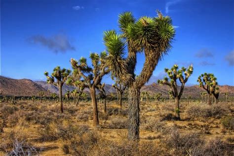 Joshua Tree National Forest Ca Places Ive Been Pinterest