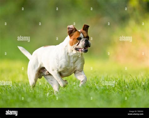 English Bulldog Adult High Resolution Stock Photography And Images Alamy
