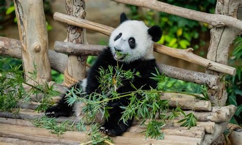 3rd Locally Born Giant Panda Cub In Malaysia Named Sheng Yi Global Times