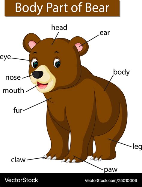 diagram showing body part bear royalty free vector image