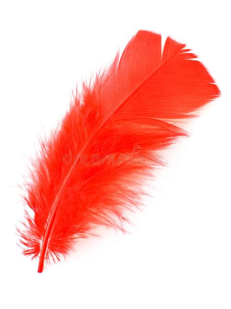 Red Feather On White Background Stock Image Image Of Plume Plumage